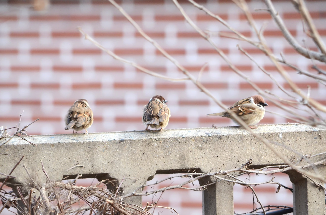 등나무 위 참새.JPG