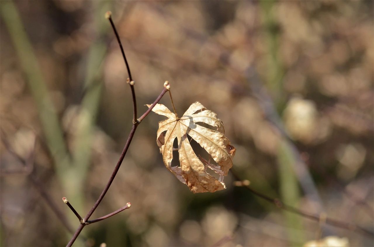 단풍나무 (2).JPG