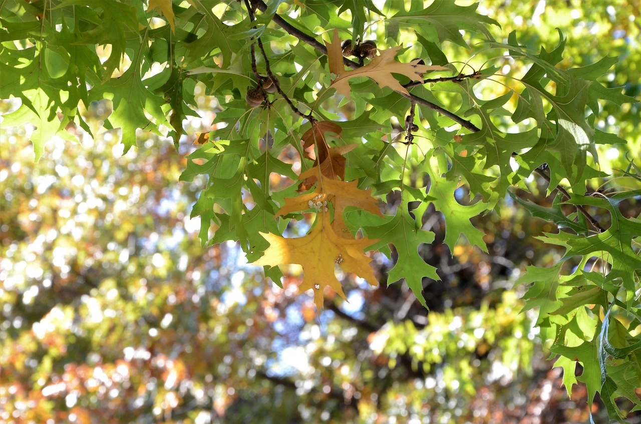 대왕참나무 (2).JPG