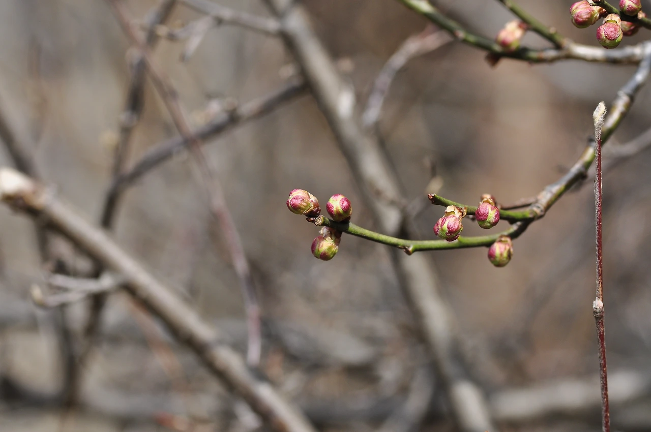 매화나무_겨울눈.JPG
