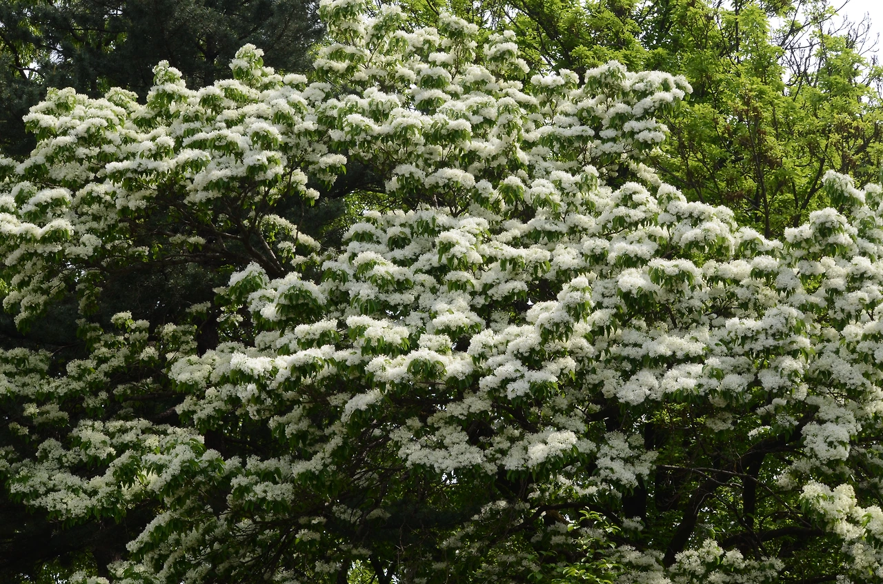 이팝나무 (5).JPG