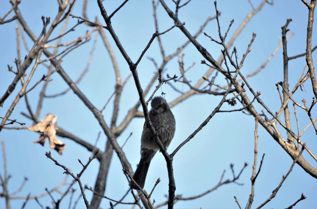 직박구리 (4).JPG