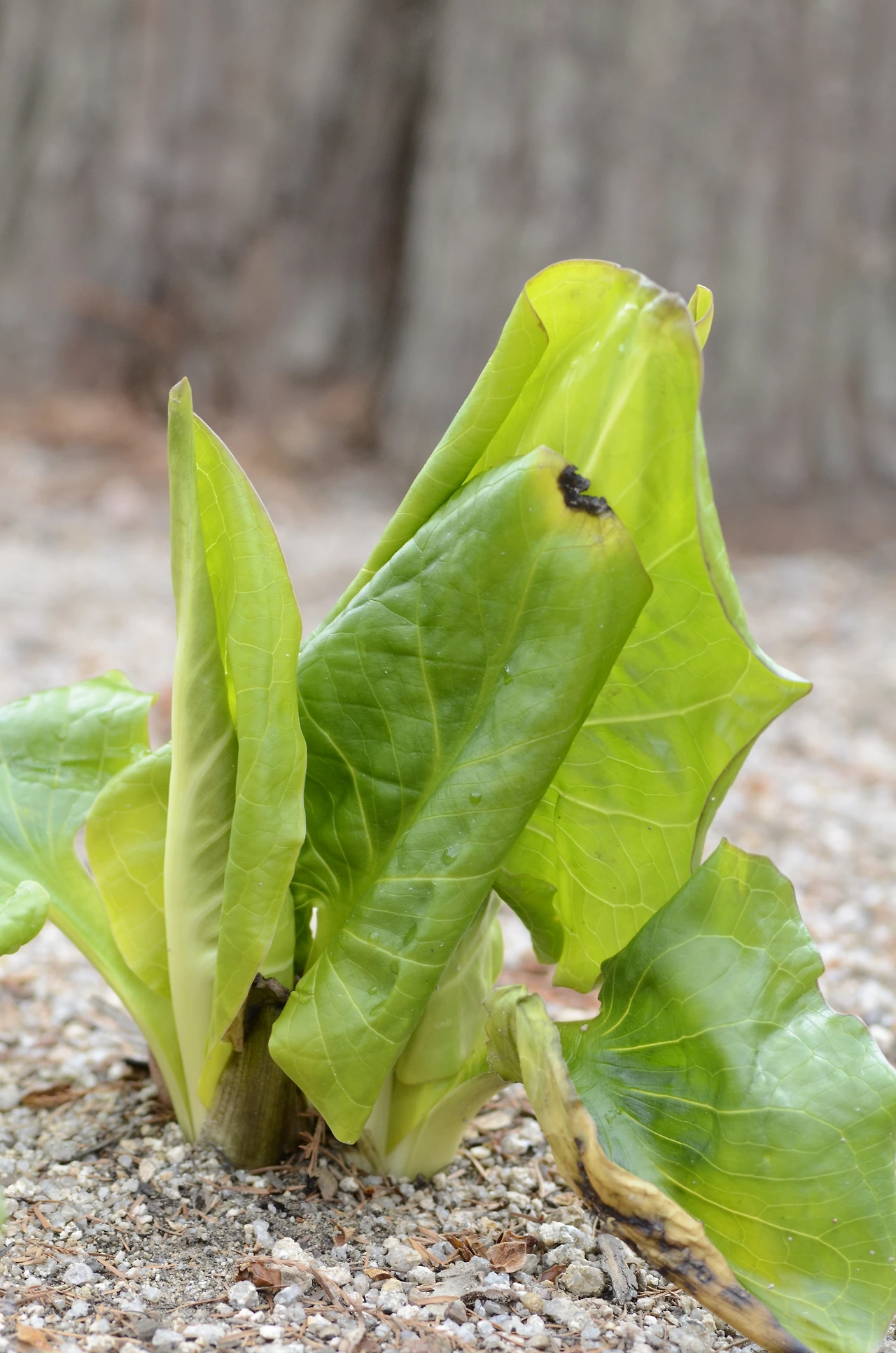앉은부채 (2).JPG