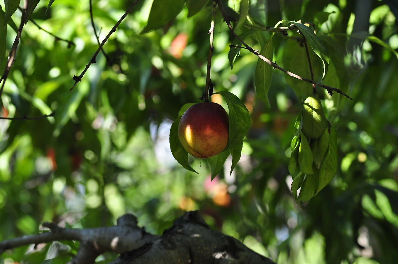 천도복숭아나무 (2).JPG