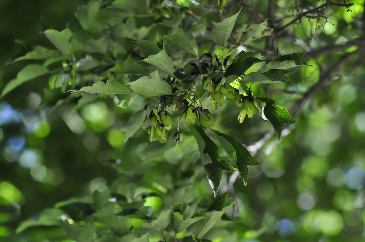 중국단풍나무 (3).JPG