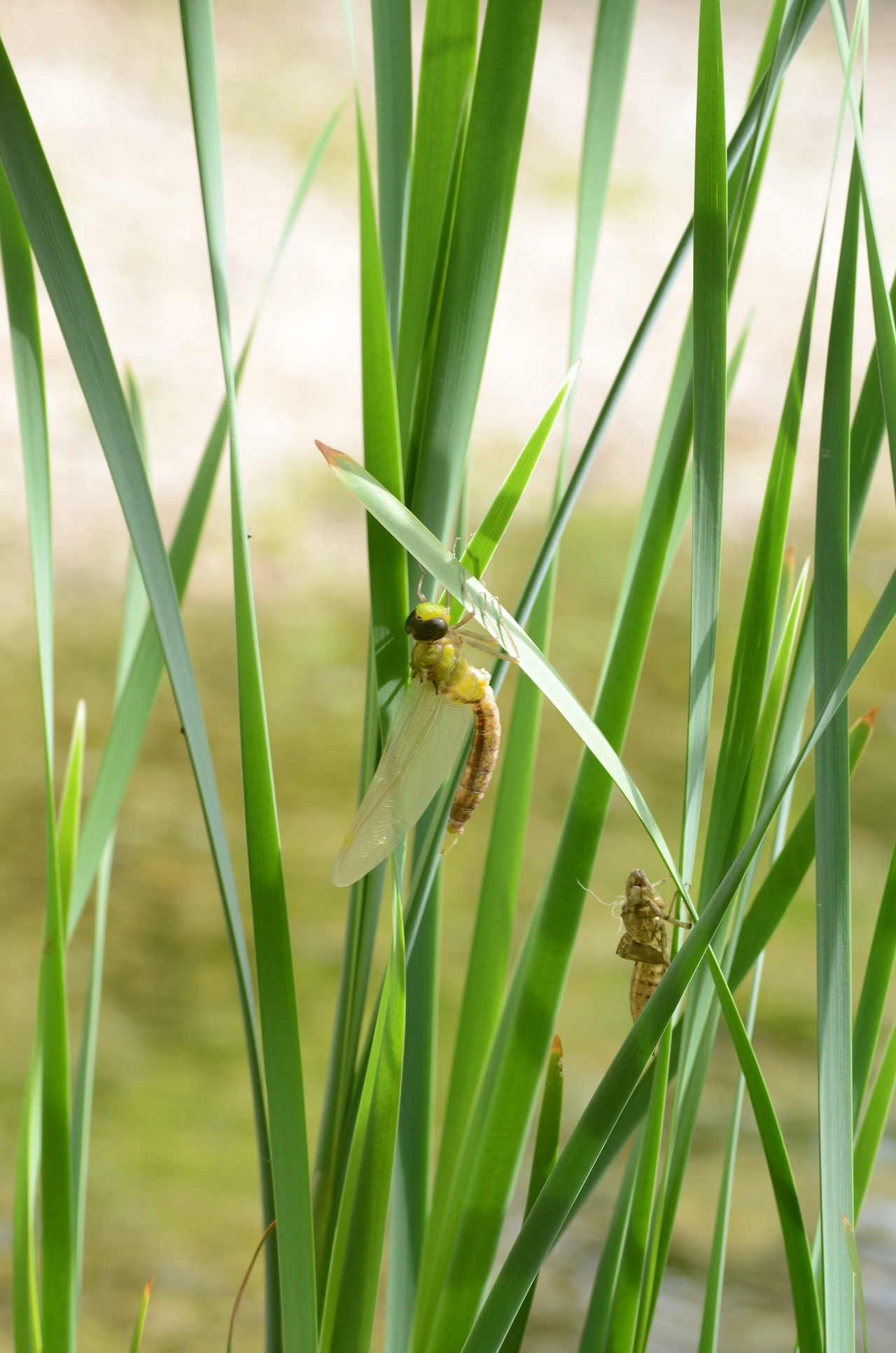 먹줄왕잠자리 (5).JPG