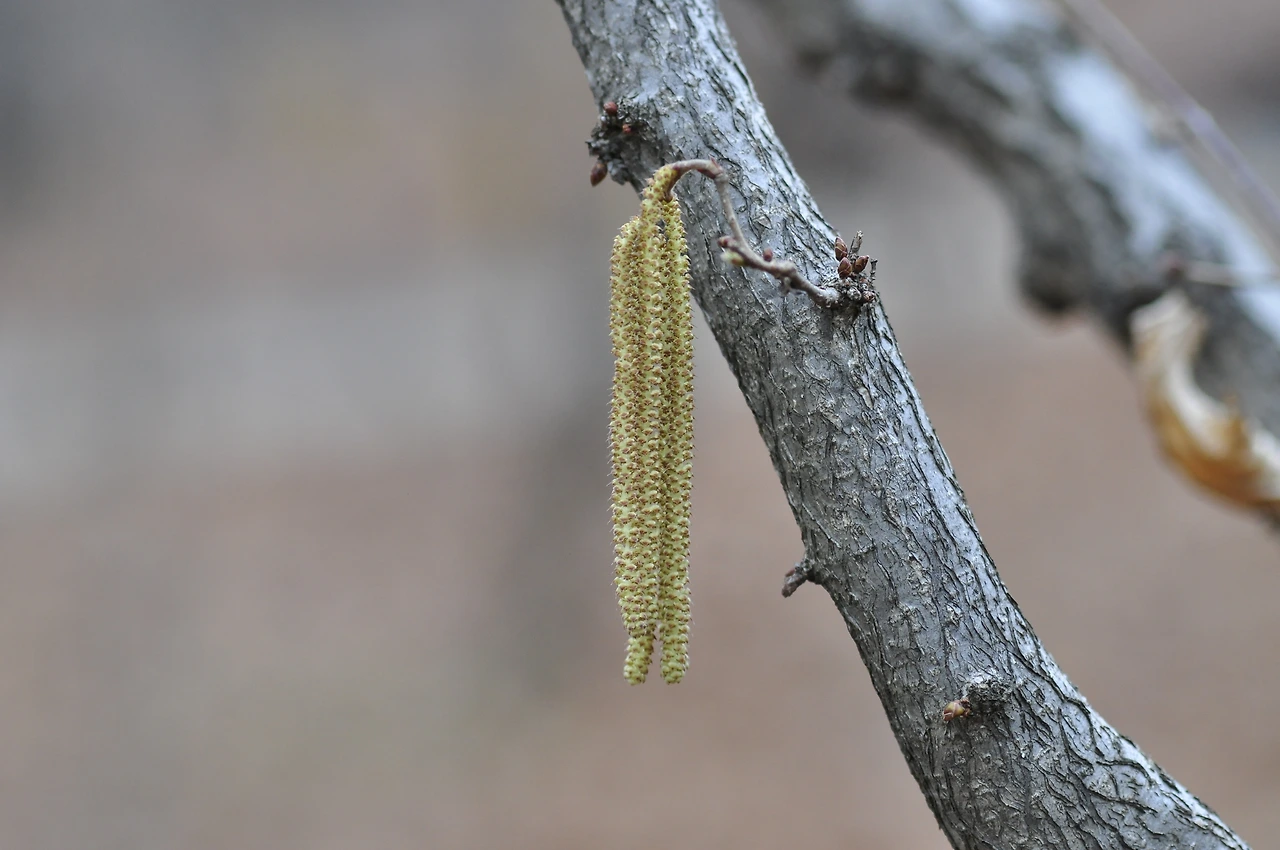 개암나무_꽃 (3).JPG