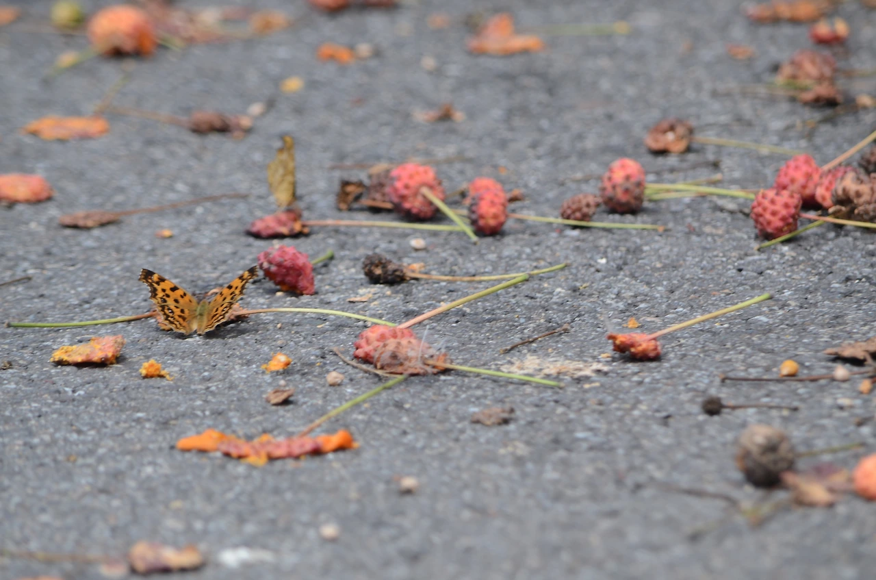 네발나비 (4).JPG