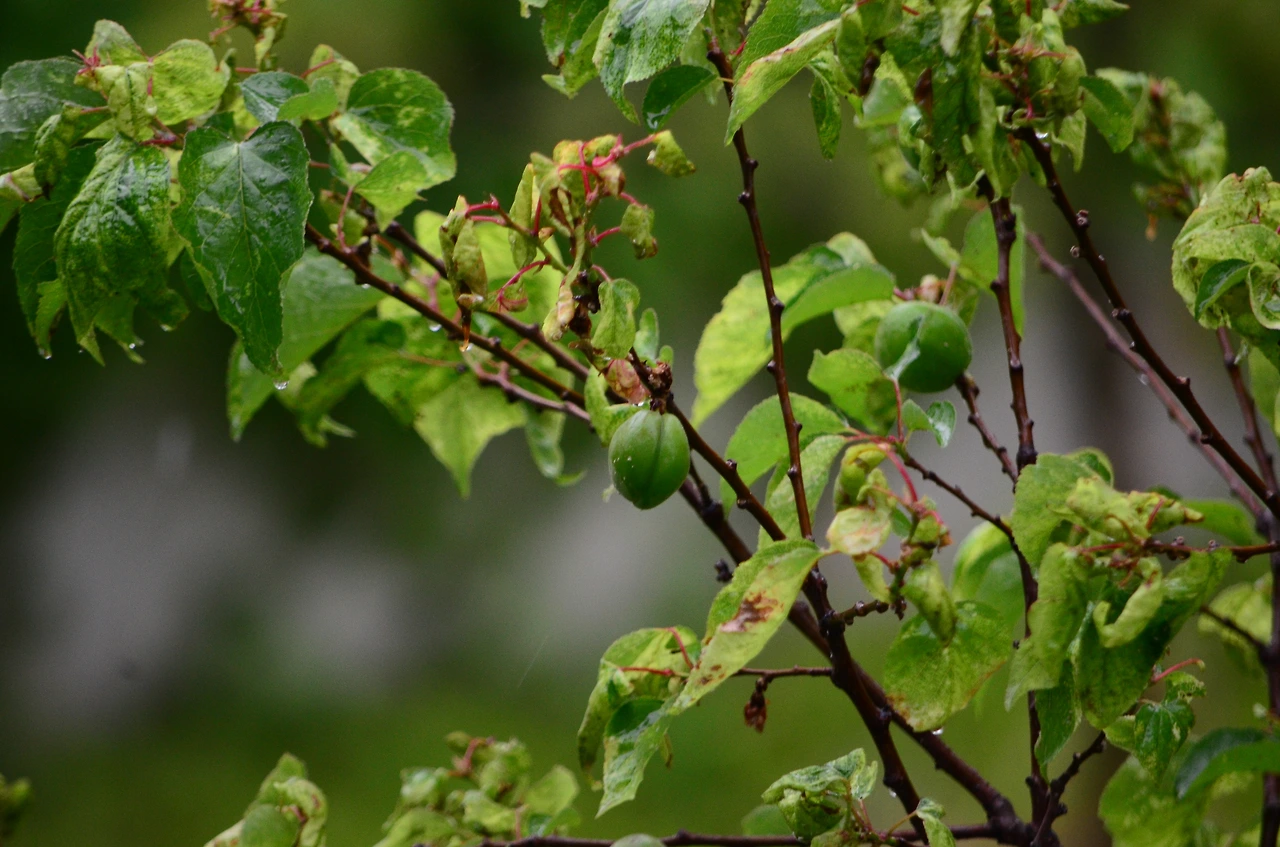 살구나무 (4).JPG