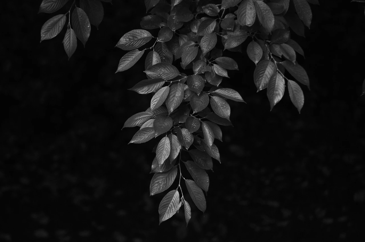 느릅나무 (2).JPG