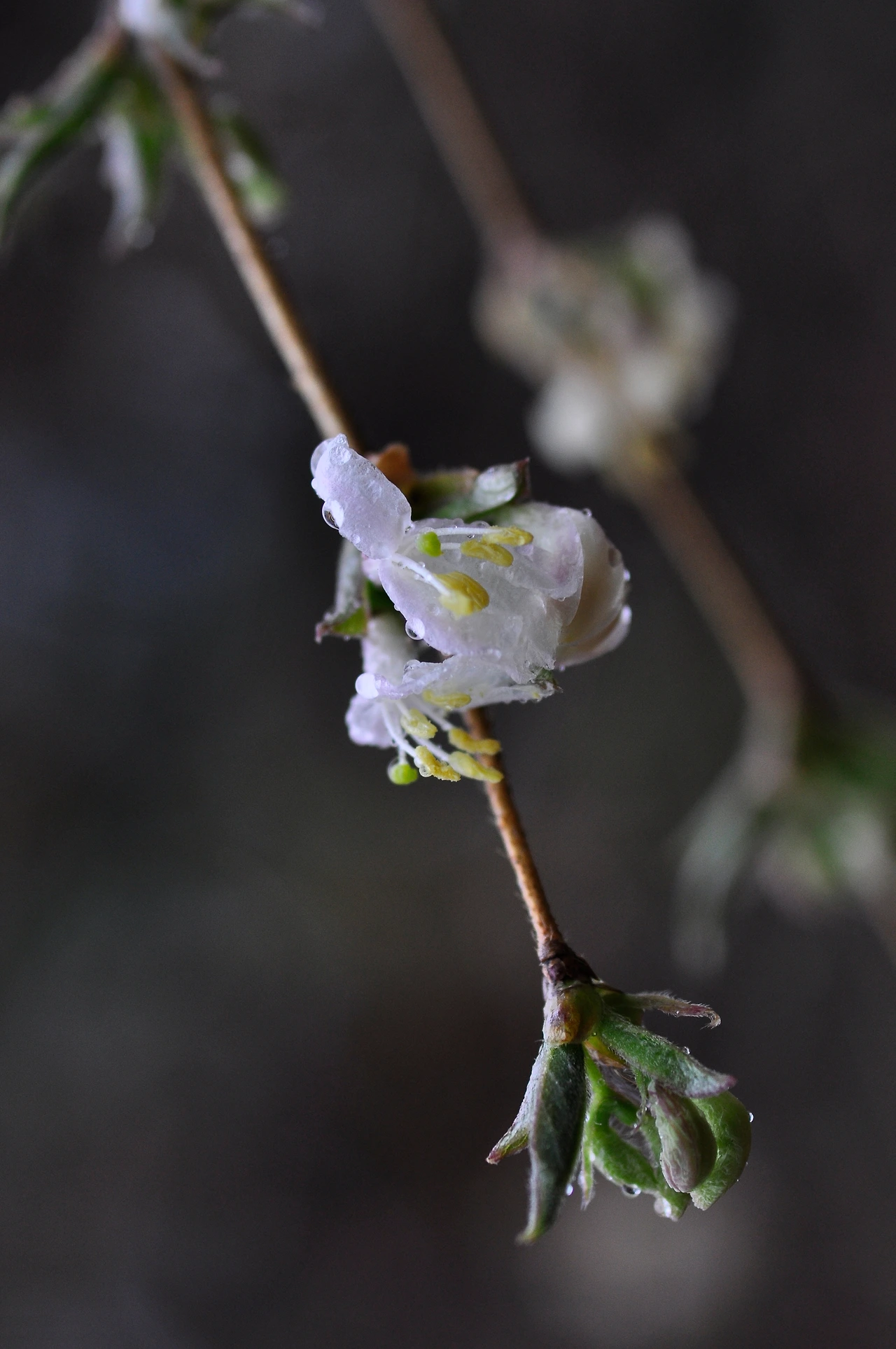 산괴불나무 (2).JPG