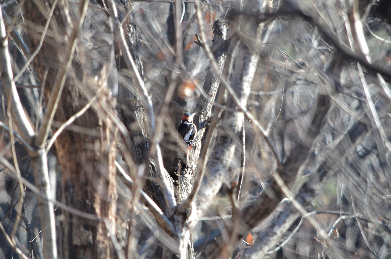 오색딱따구리 (2).JPG