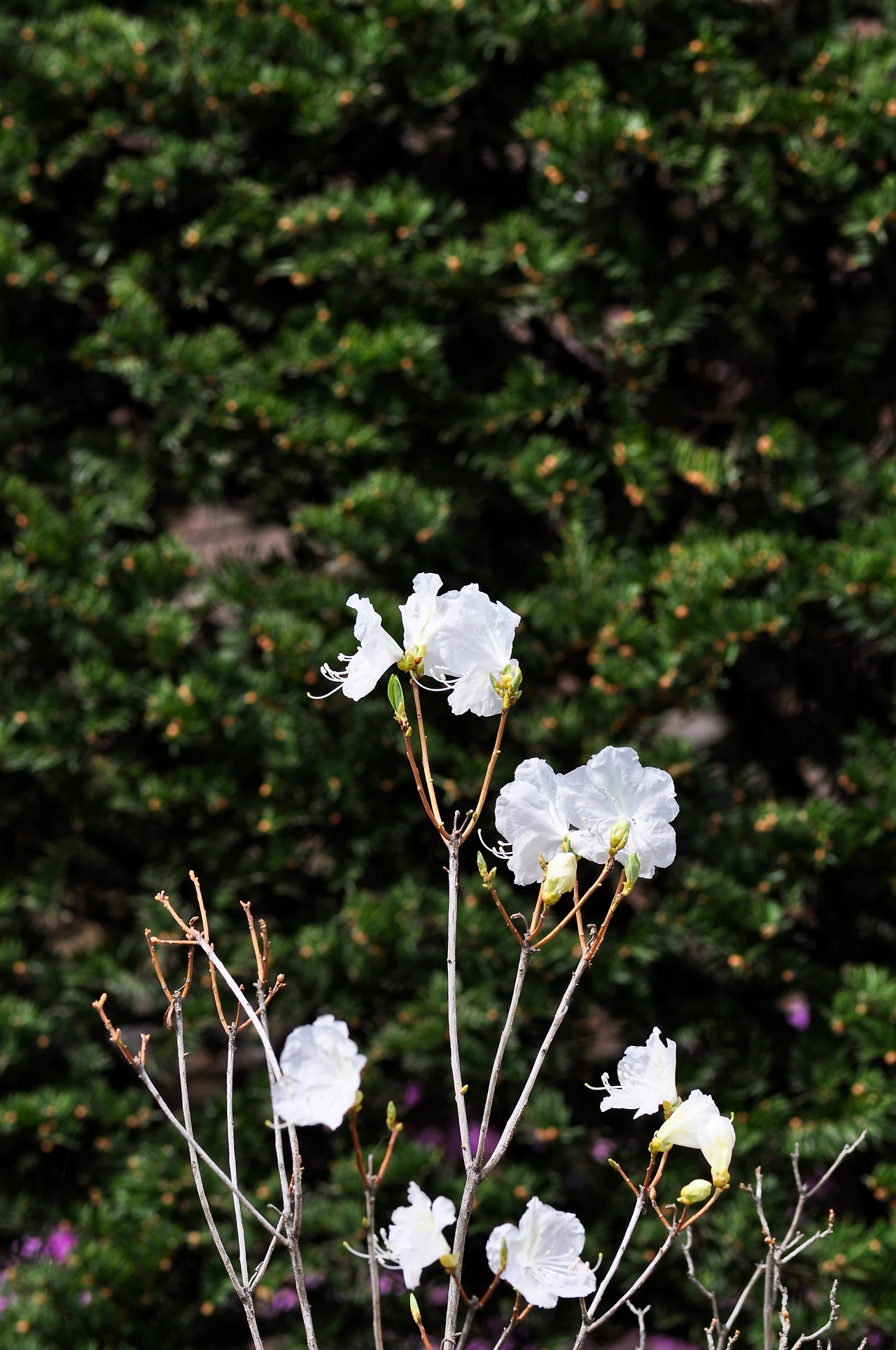 흰진달래 (5).JPG