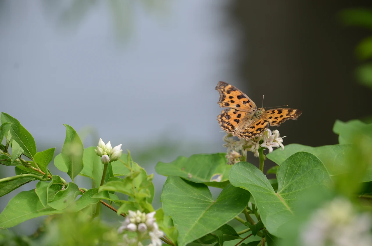 박주가리와 네발나비 (3).JPG