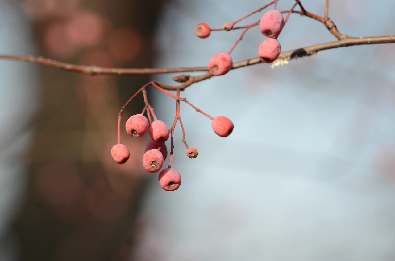 팥배나무 (2).JPG