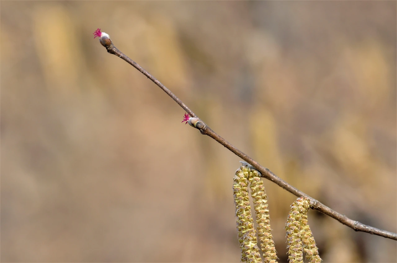 개암나무 (3).JPG