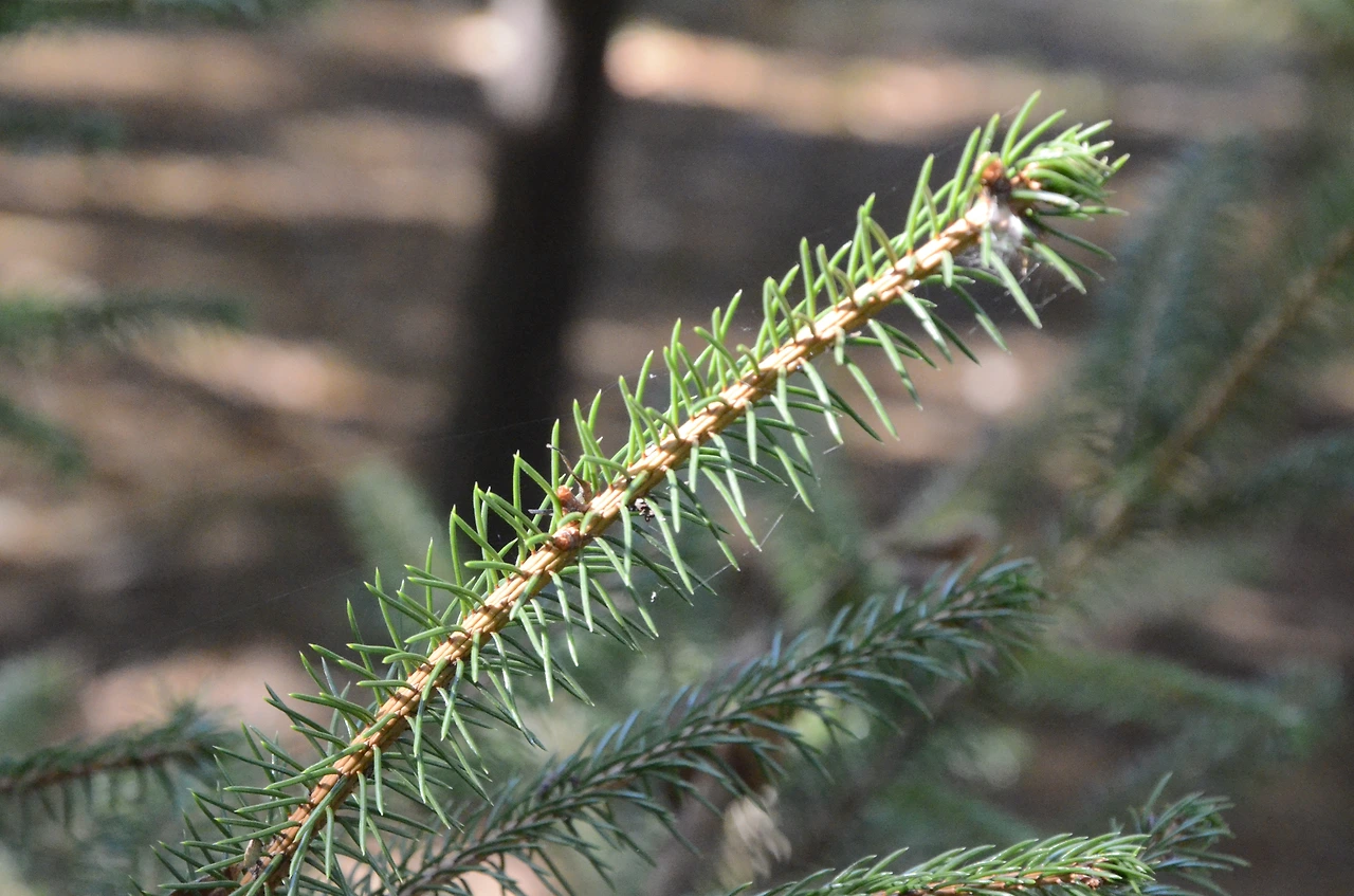 종비나무 (2).JPG