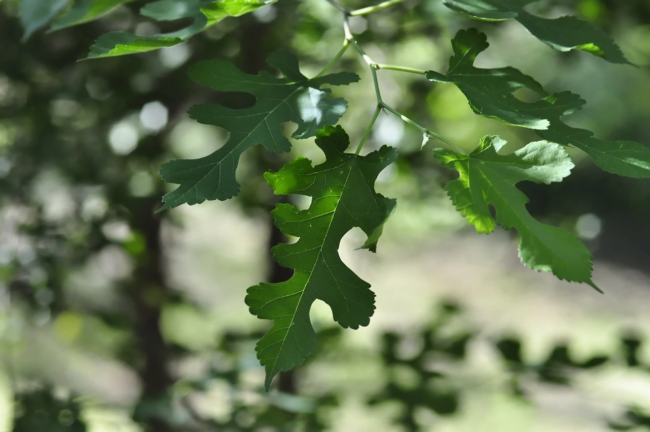 가새뽕나무 (2).JPG