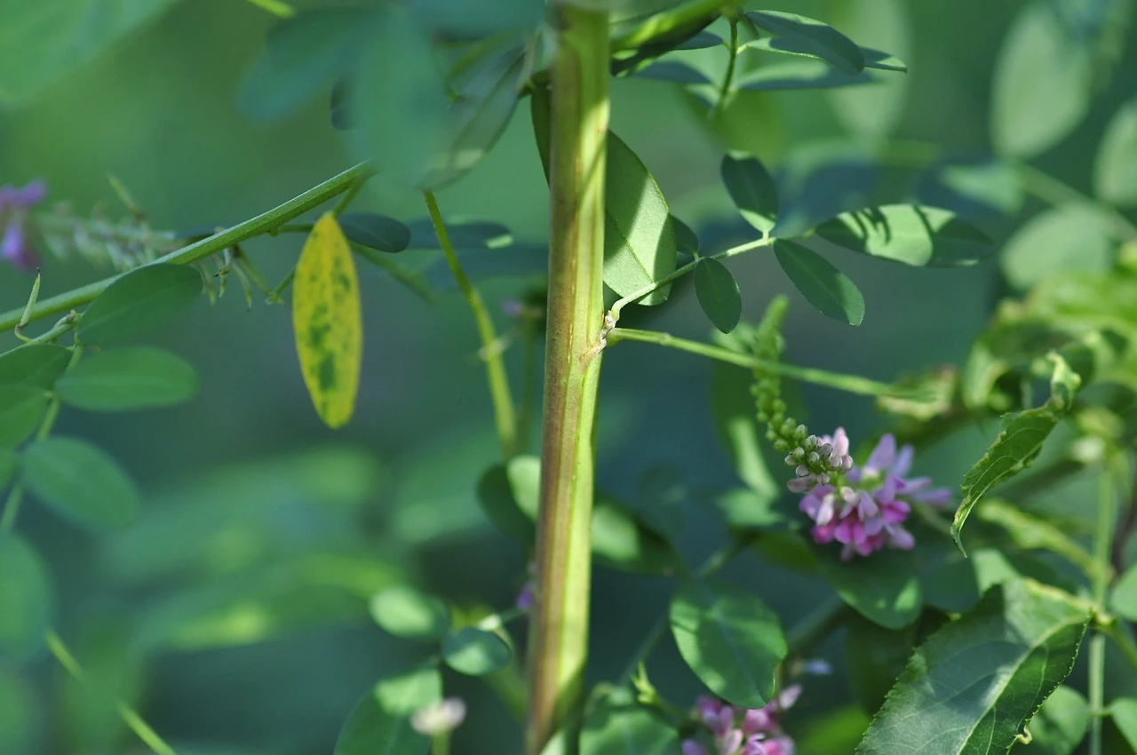 큰낭아초 (6).JPG