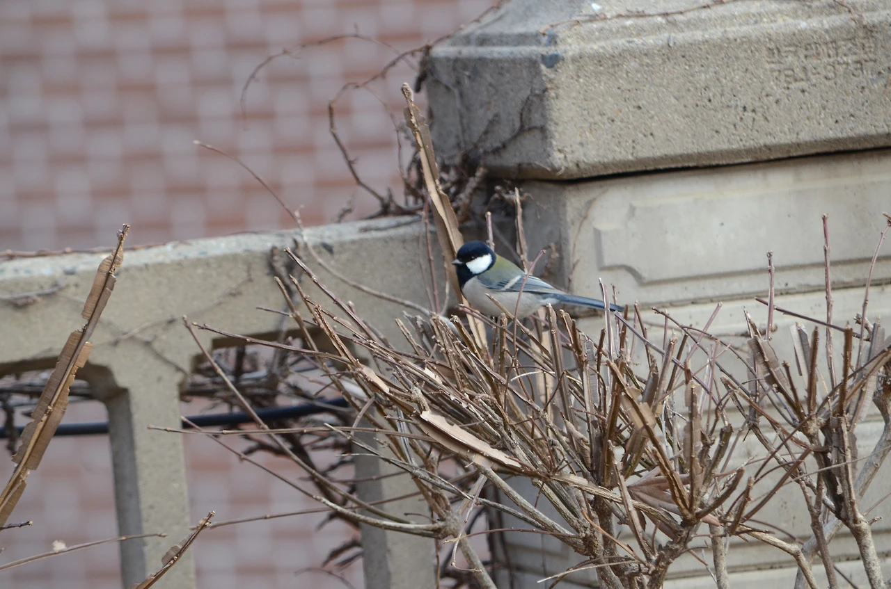 화살나무 위 박새.JPG