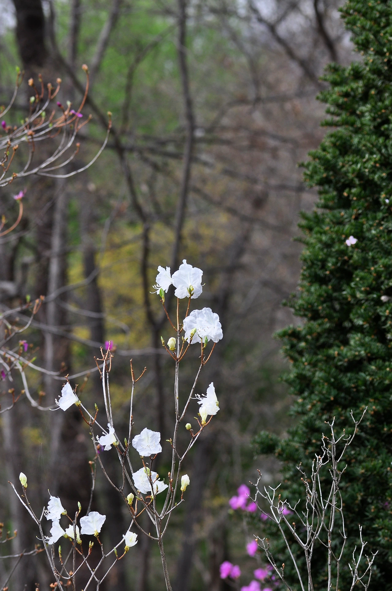 흰진달래 (8).JPG