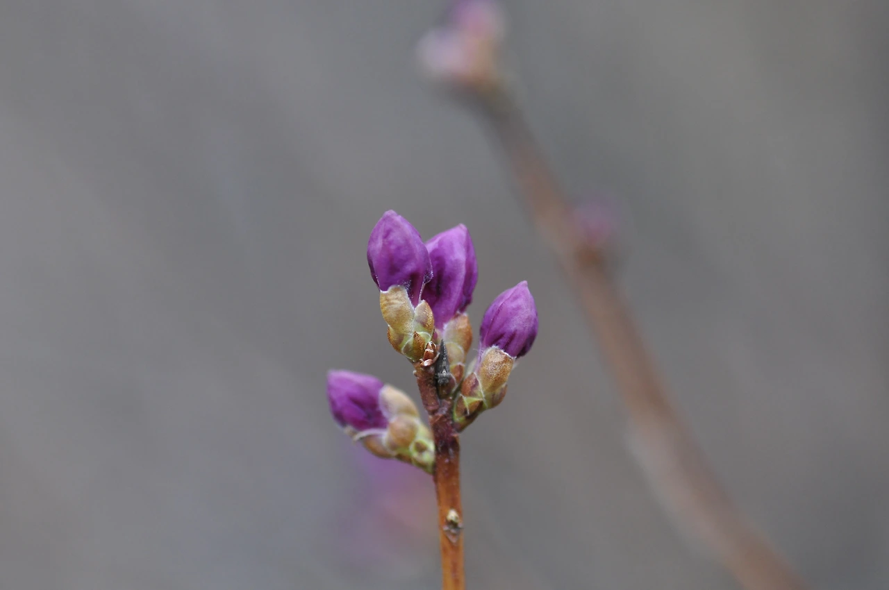 진달래_겨울눈 (2).JPG