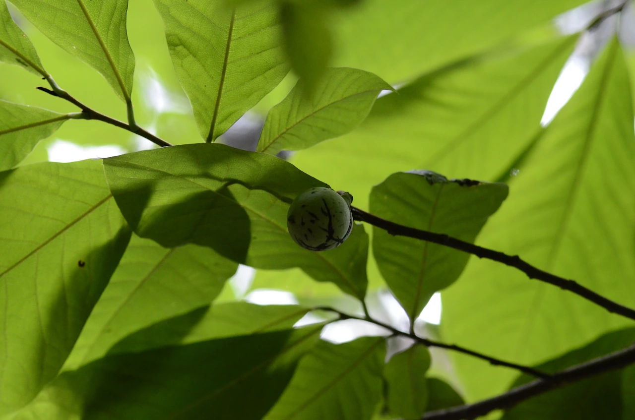 뽀뽀나무 (4).JPG