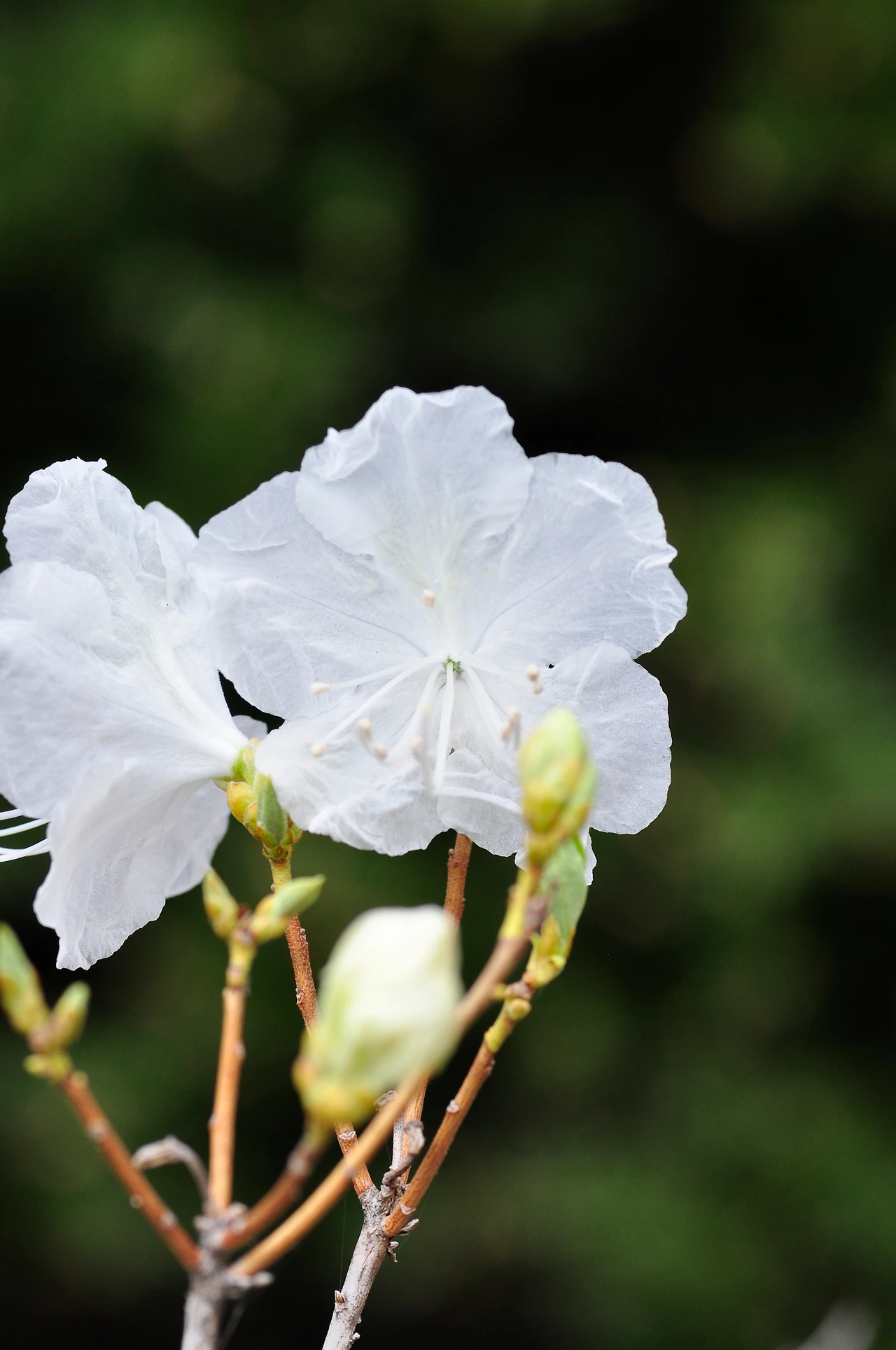 흰진달래 (2).JPG