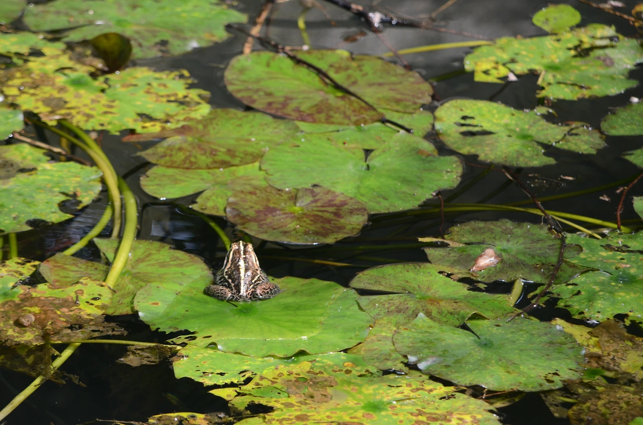 참개구리 (3).JPG