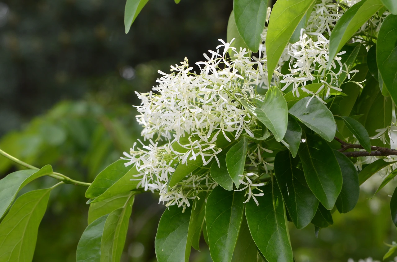 이팝나무 (3).JPG