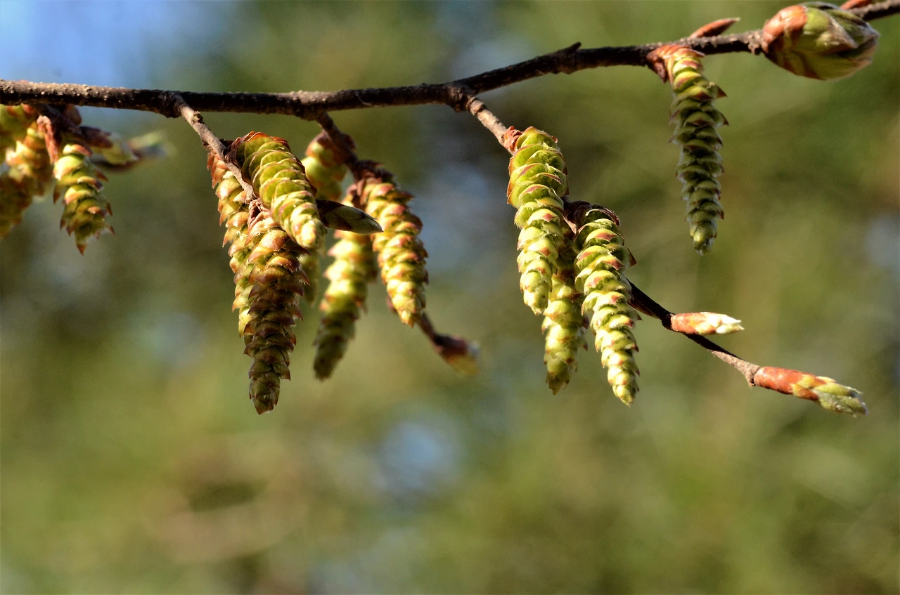 개서어나무 (7).JPG