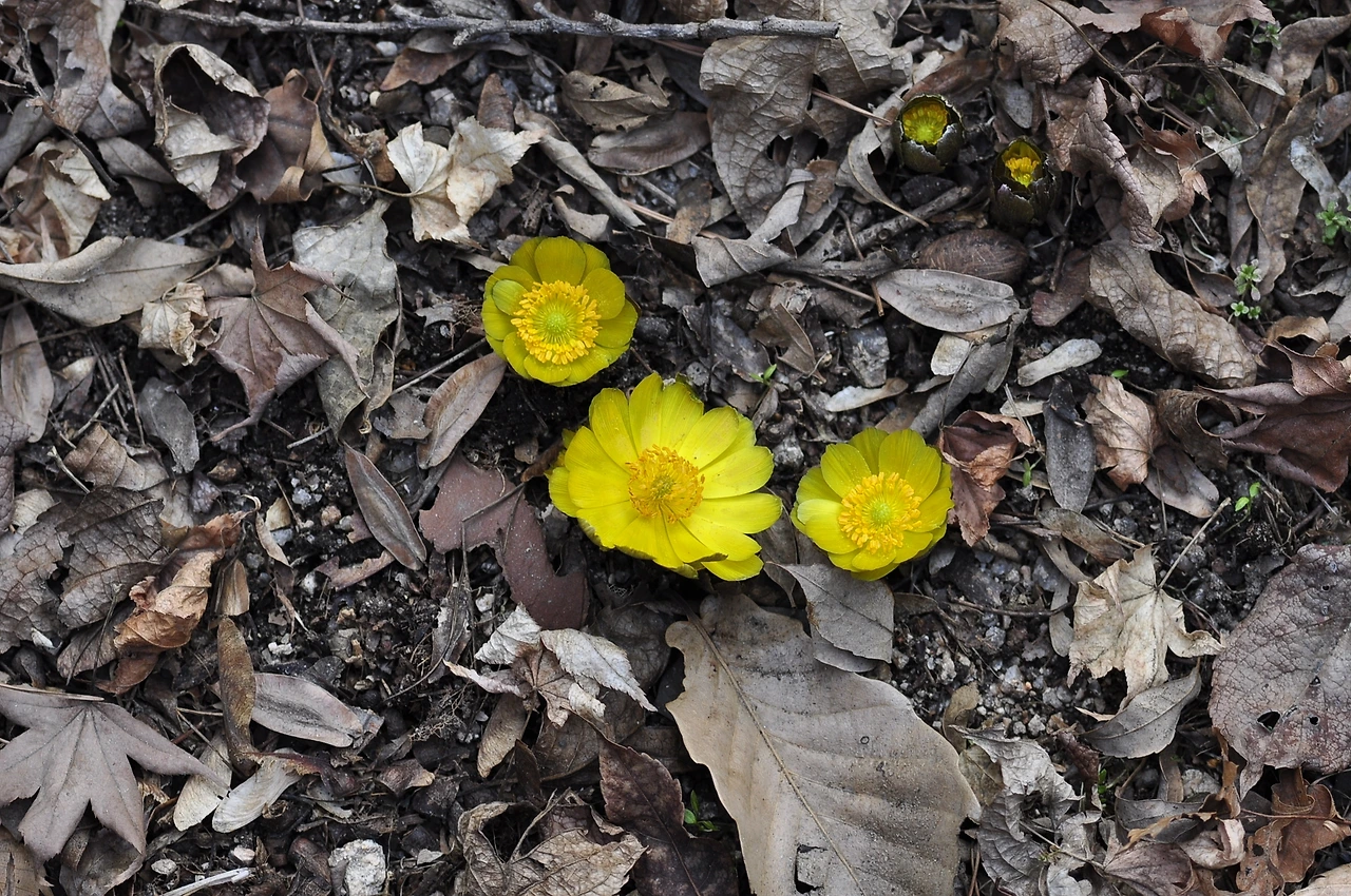 복수초 (9).JPG