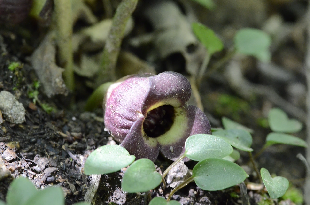 족도리풀 (4).JPG