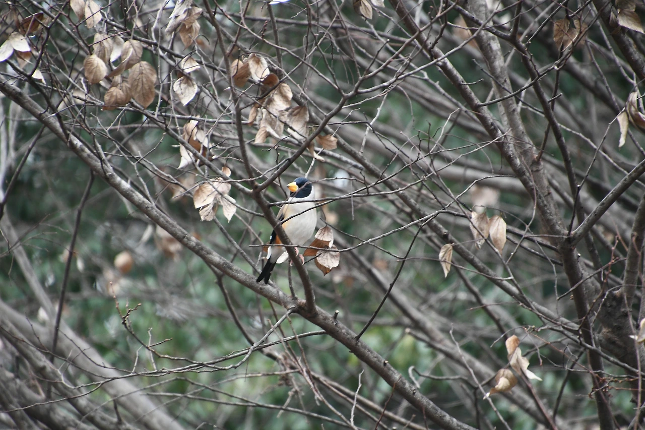 밀화부리 (2).JPG