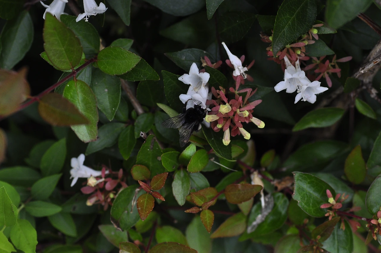 꽃댕강나무 (4).JPG