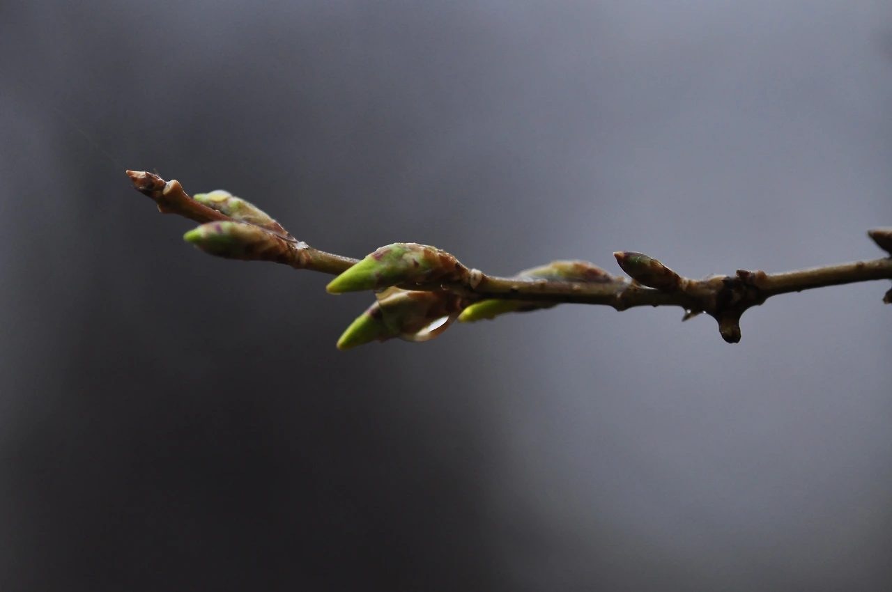히어리_겨울눈 (3).JPG