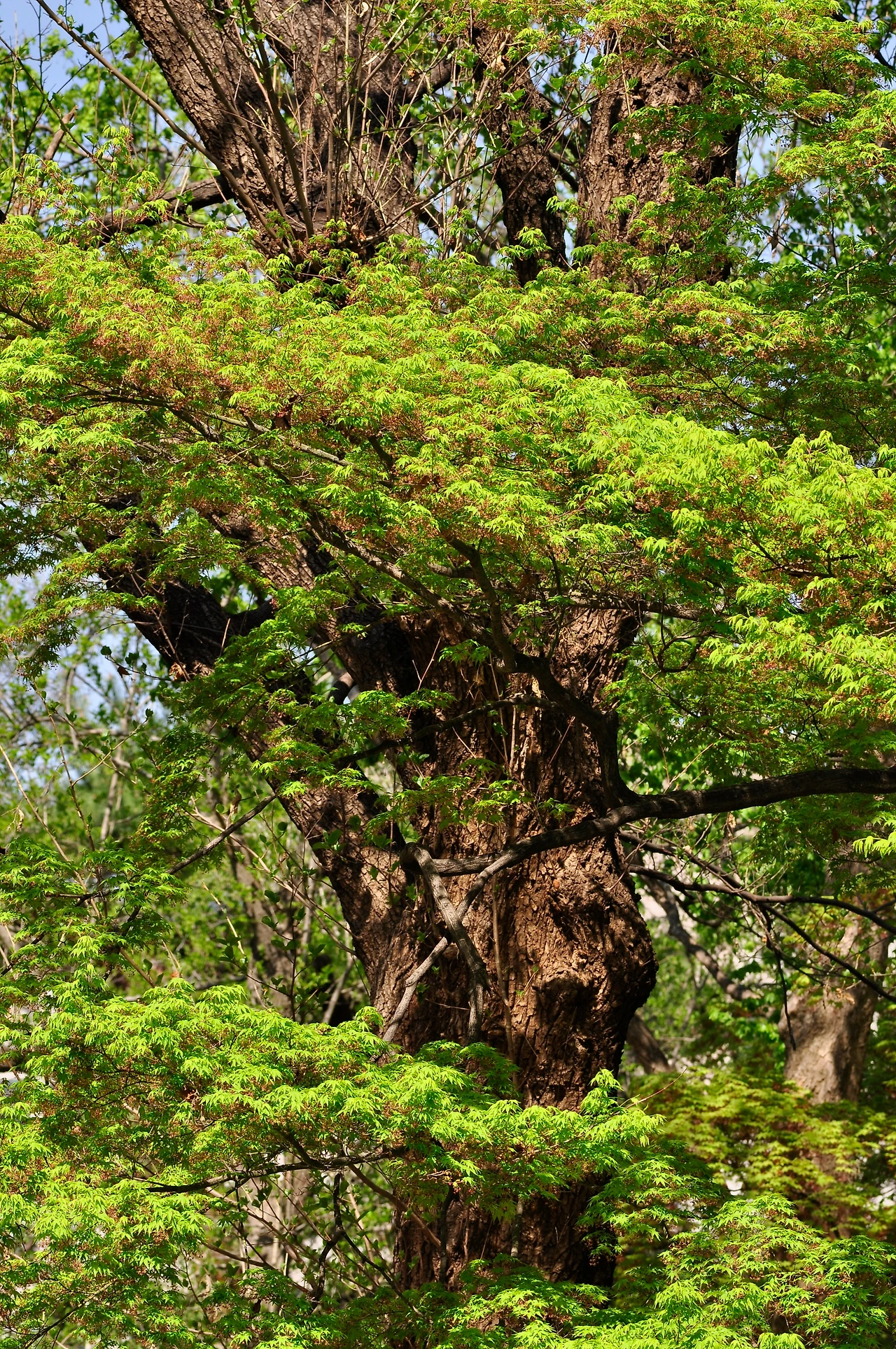 단풍나무 (6).JPG