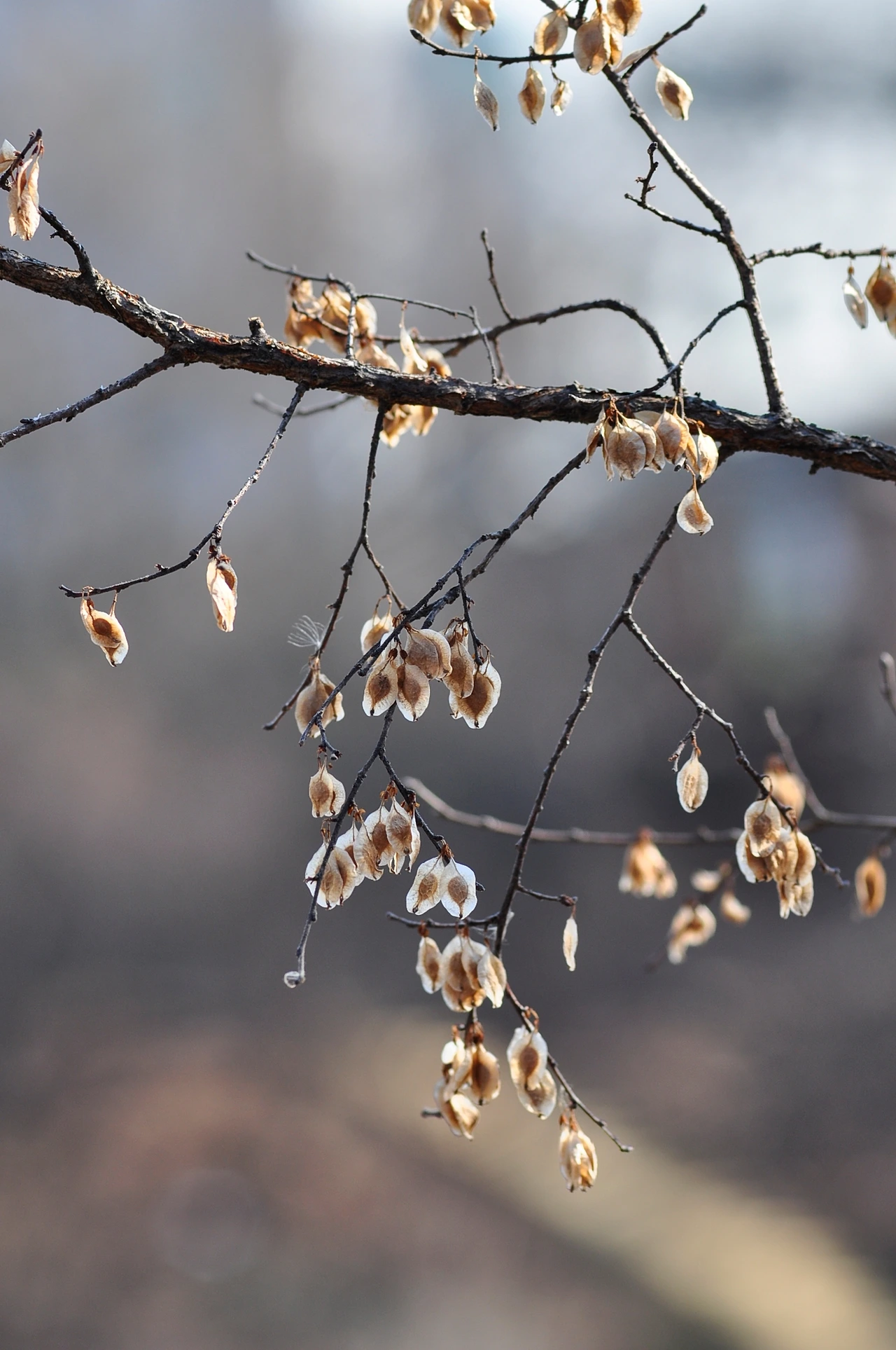 느릅나무 (3).JPG