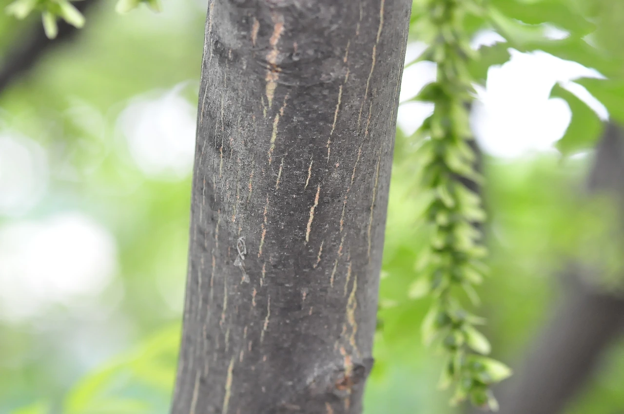 중국굴피나무 (5).JPG