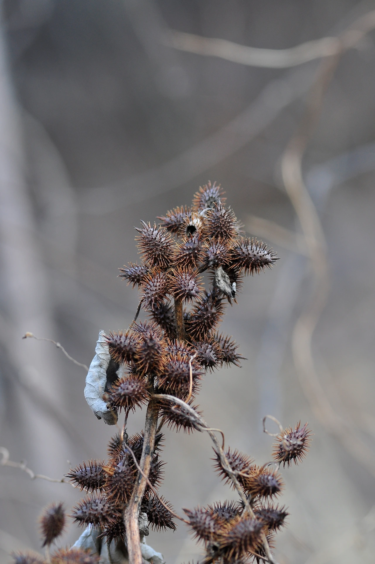 도꼬마리 (3).JPG
