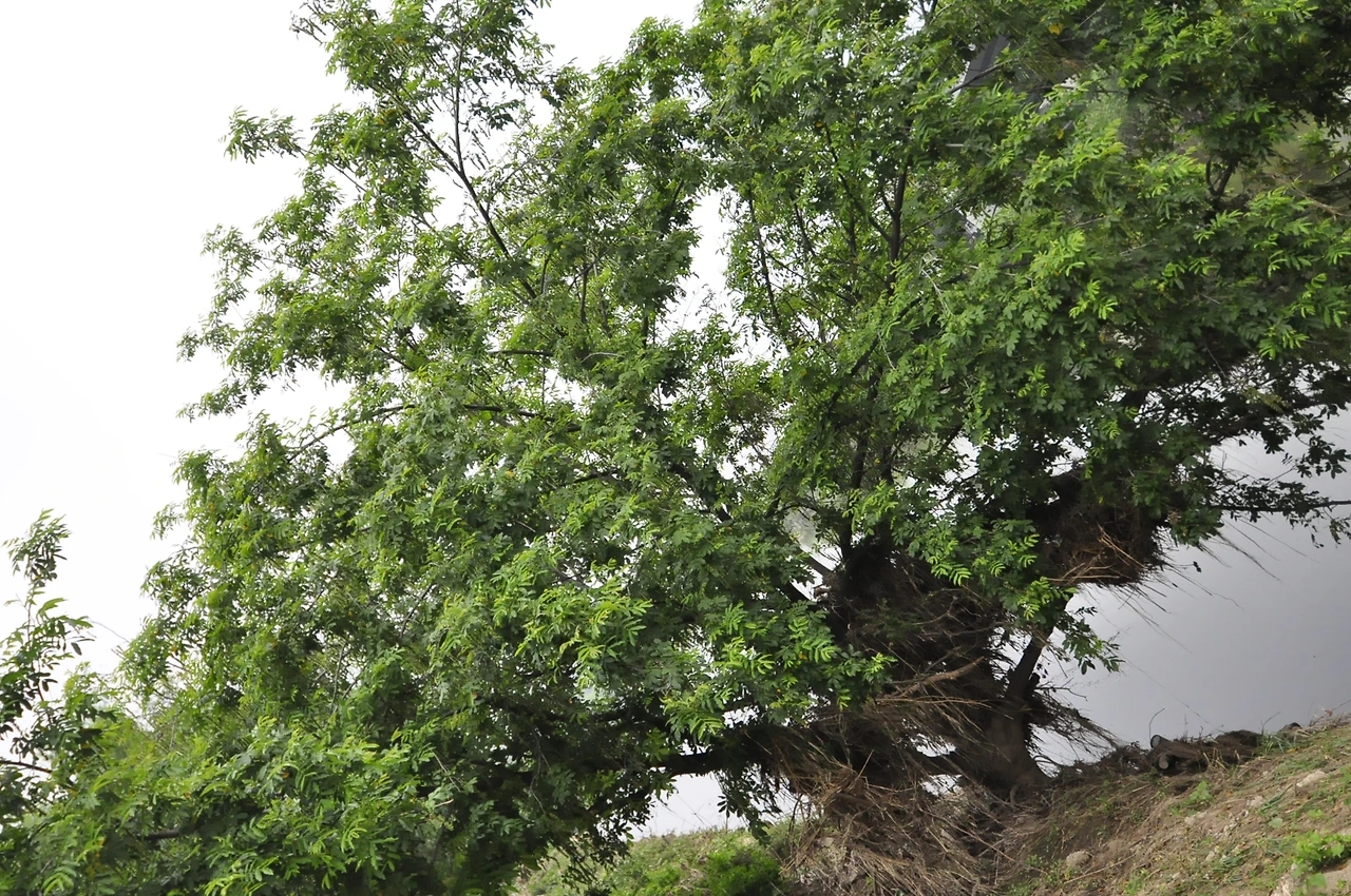 중국굴피나무 (6).JPG