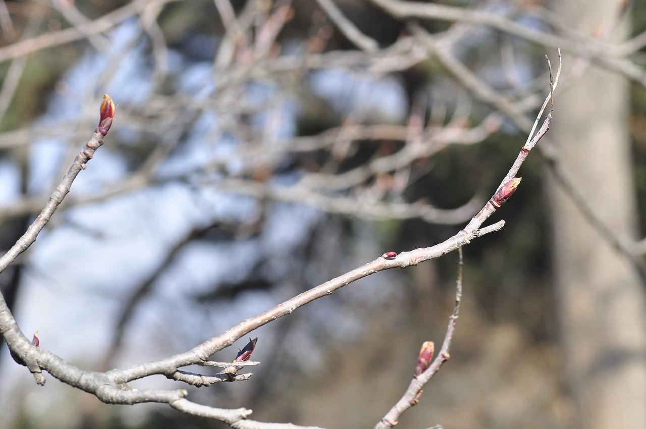 마가목나무 (2).JPG