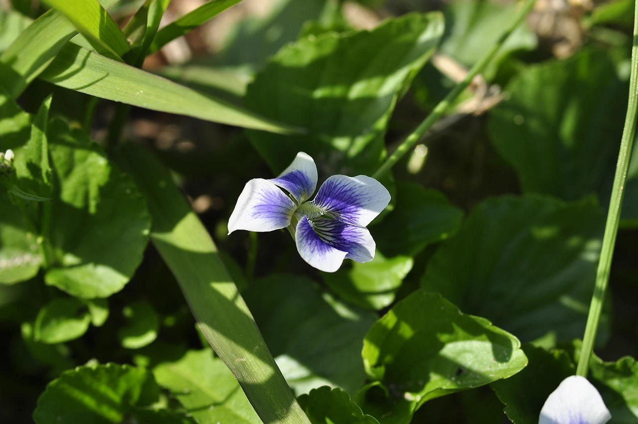 종지나물(미국제비꽃) (2).JPG