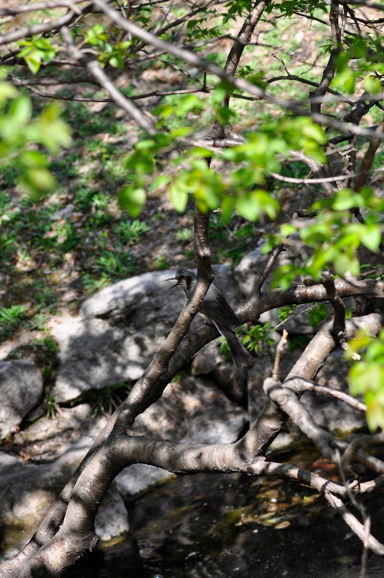 직박구리 (4).JPG