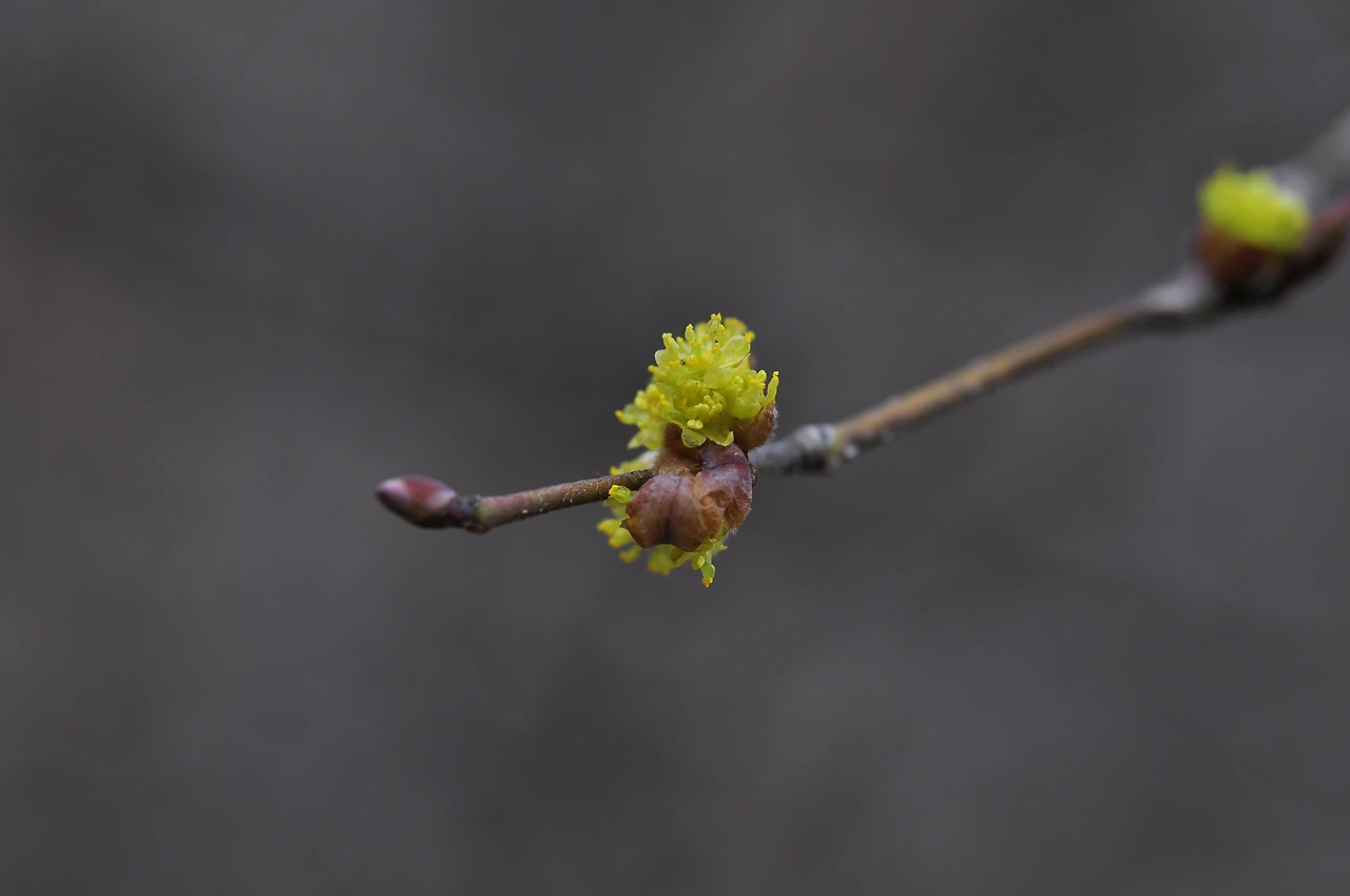 생강나무 (6).JPG