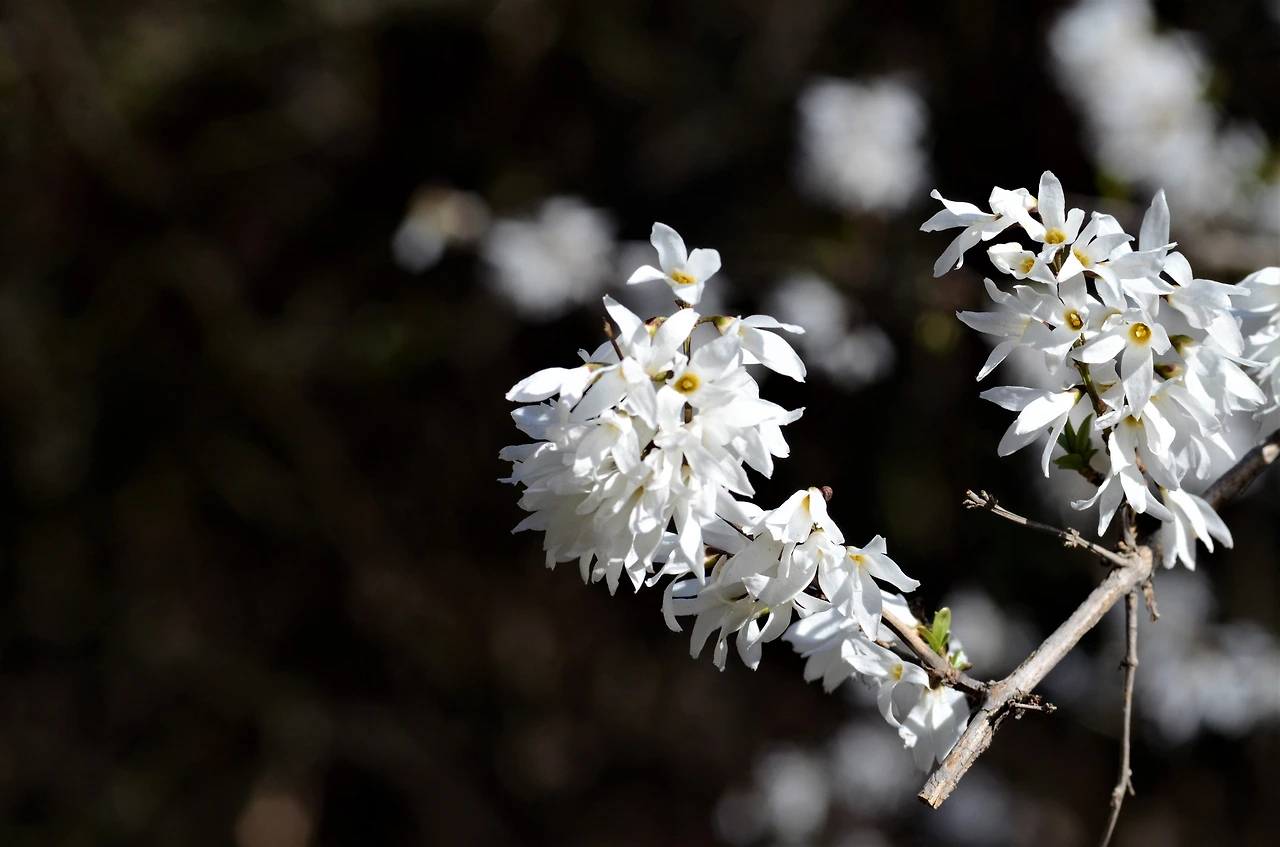 미선나무 (2).JPG