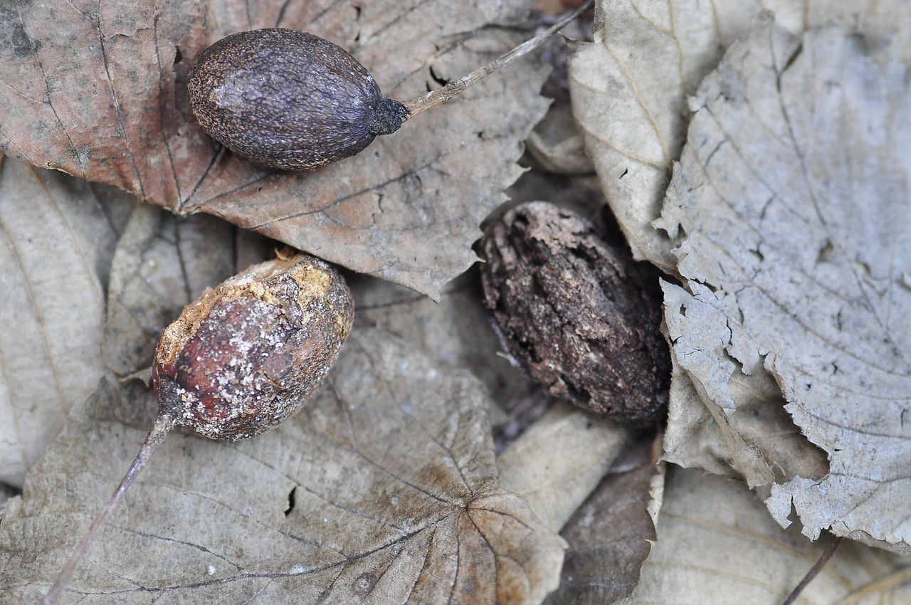 손수건나무 (4).JPG