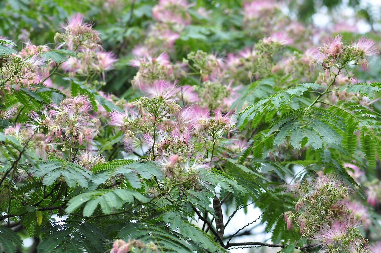 자귀나무 (2).JPG