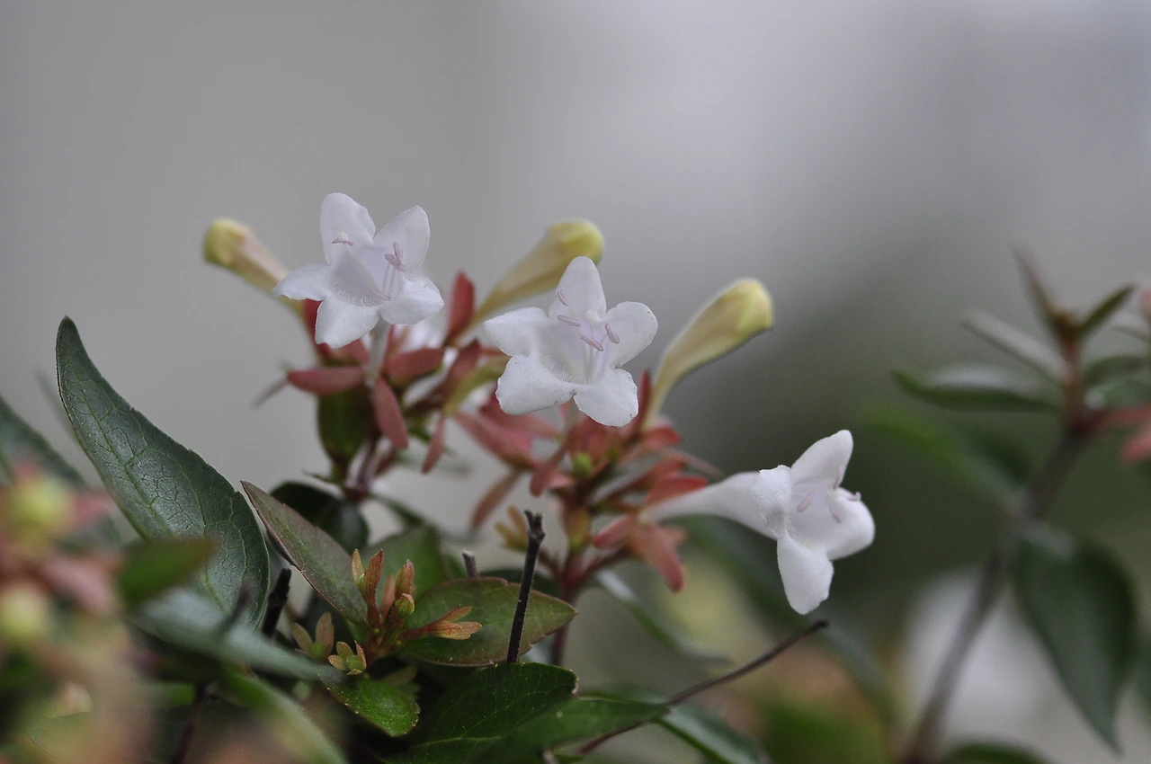 꽃댕강나무 (3).JPG