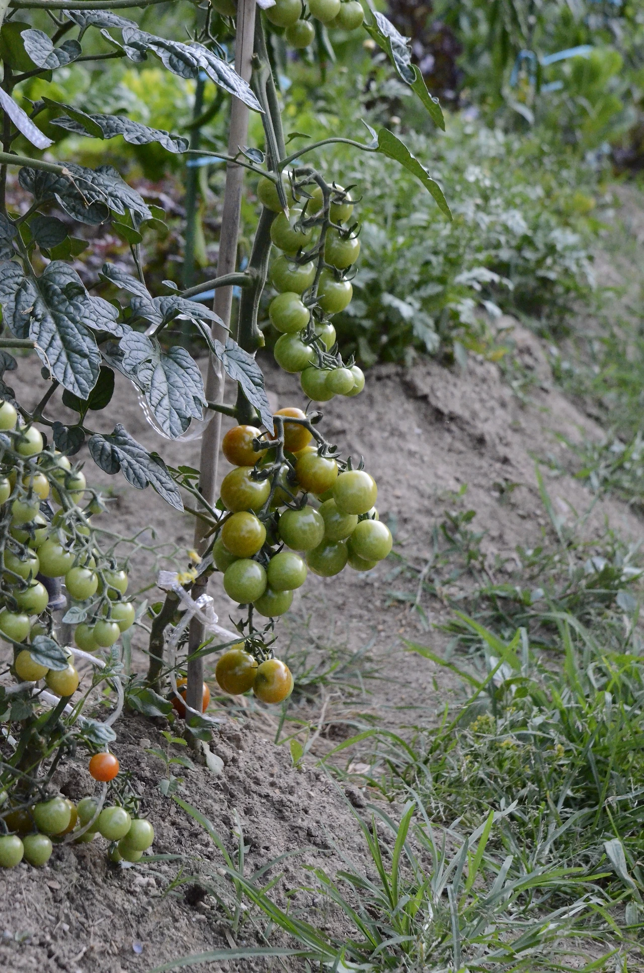 방울토마토 (2).JPG